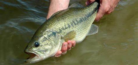 Effective Tips for Catch and Release Fishing