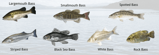 How to Catch Spring Bass: The Complete Guide to Timing, Hotspots, and Best Lures