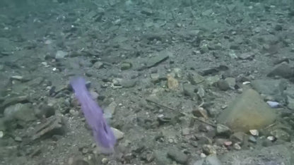 FISHING 0.8oz 3.5in Soft Octopus Lure, Realistic Silicone Fishing Bait with Internal Lead Head, Anti-Bite & High-Tensile Bionic Lure for Saltwater & Freshwater Bass, Lingcod, Trolling